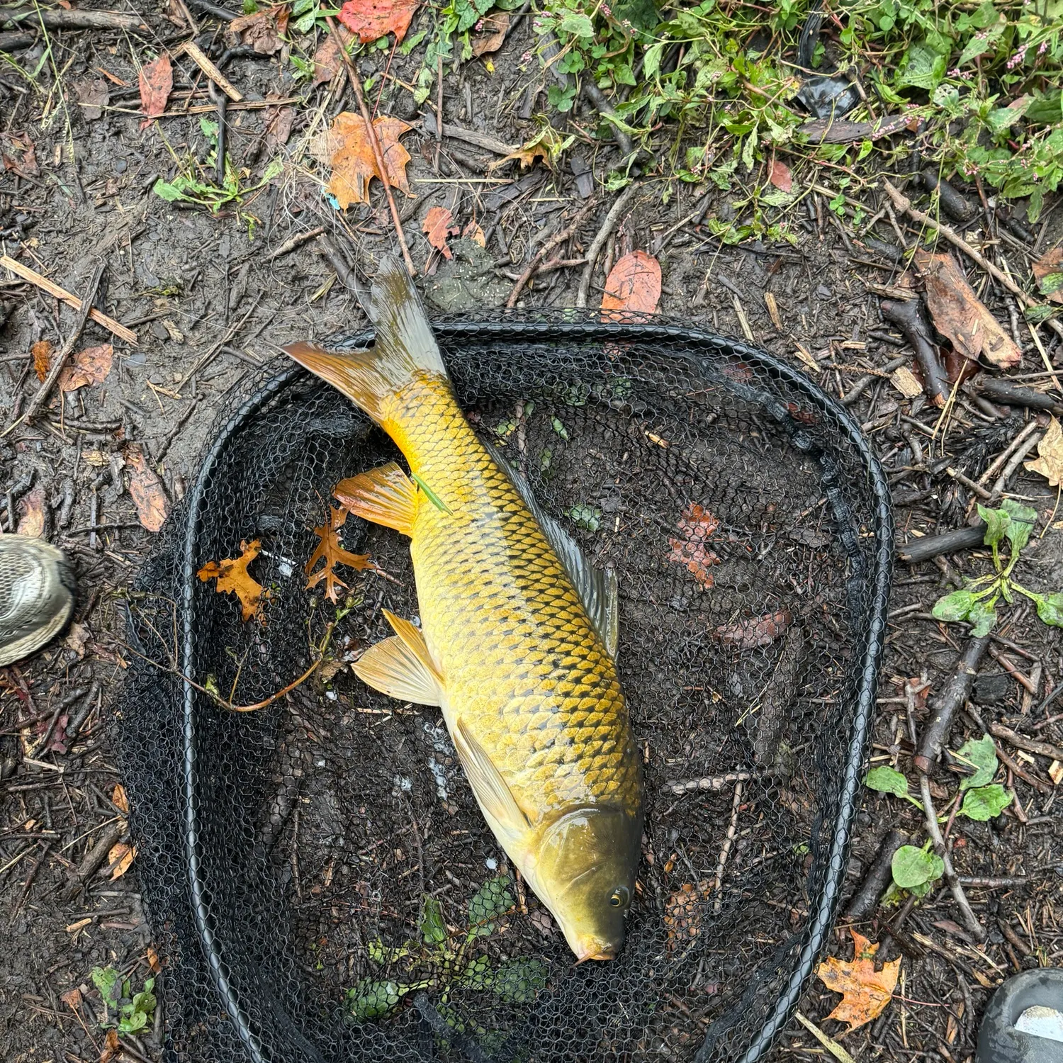 Common carp caught on Fishbrain