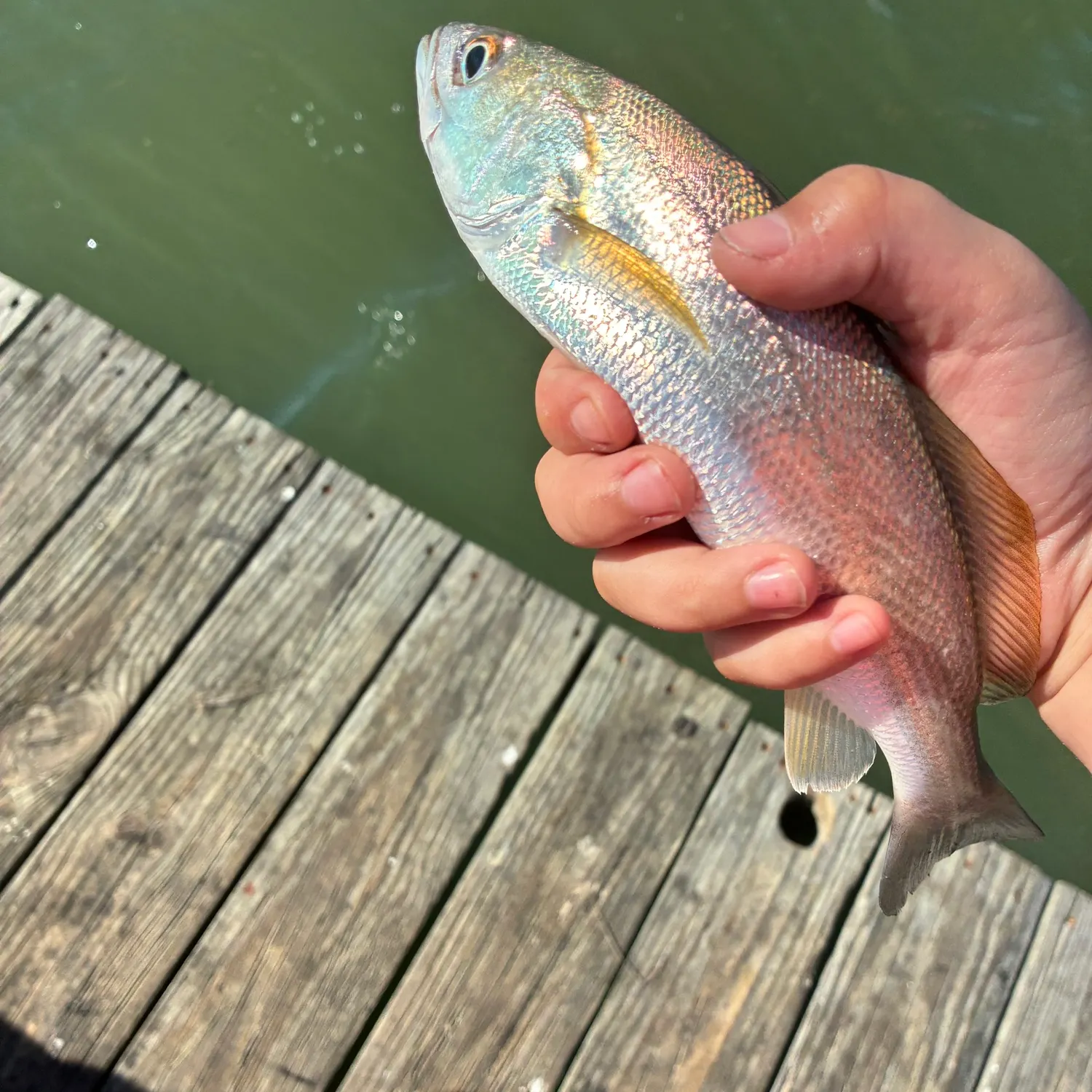 The most recent Sand seatrout catches on Fishbrain