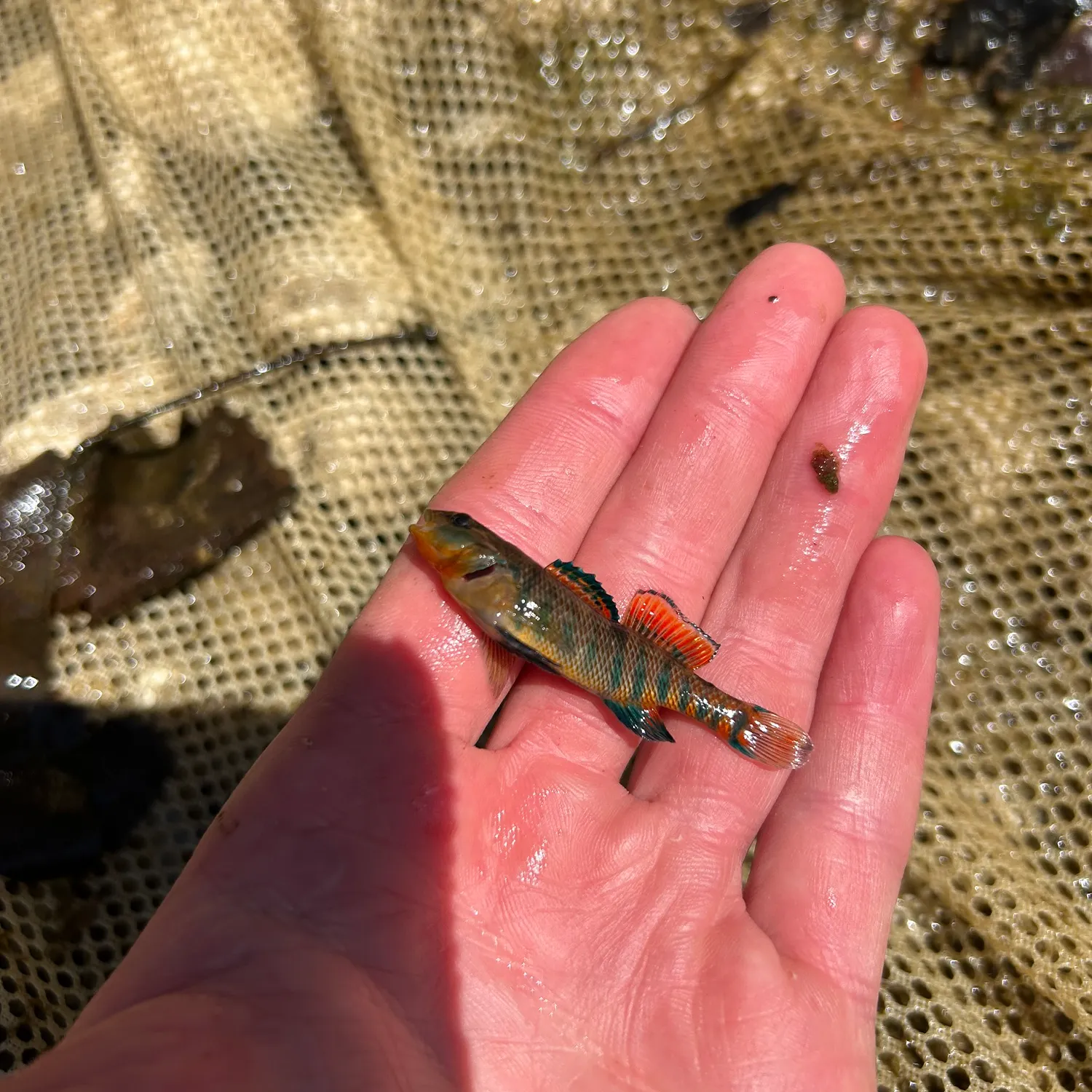 The most recent Orangethroat darter catches on Fishbrain