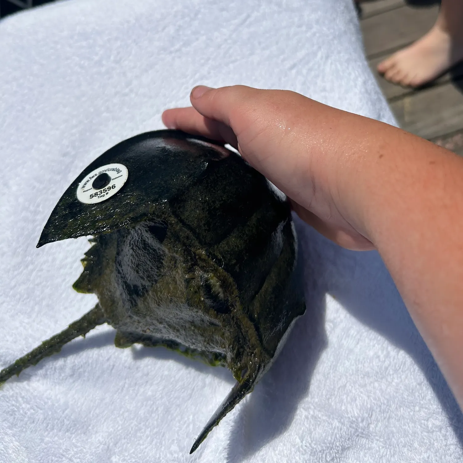 Atlantic horseshoe crab caught on Fishbrain