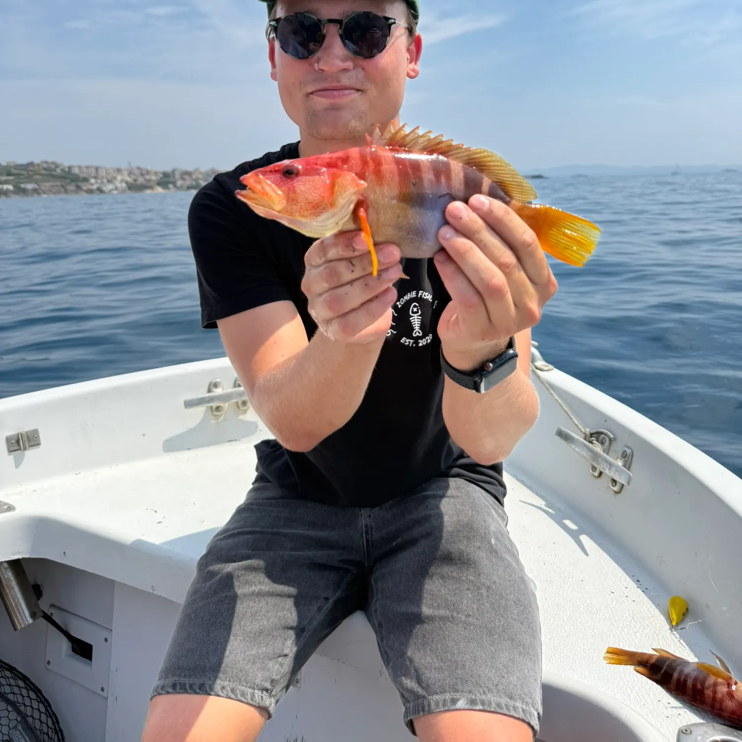 The most recent Cuckoo wrasse catches on Fishbrain