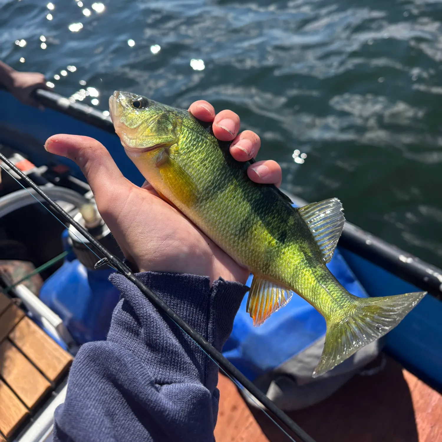Yellow perch caught on Fishbrain