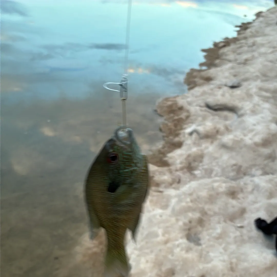 Redear sunfish caught on Fishbrain