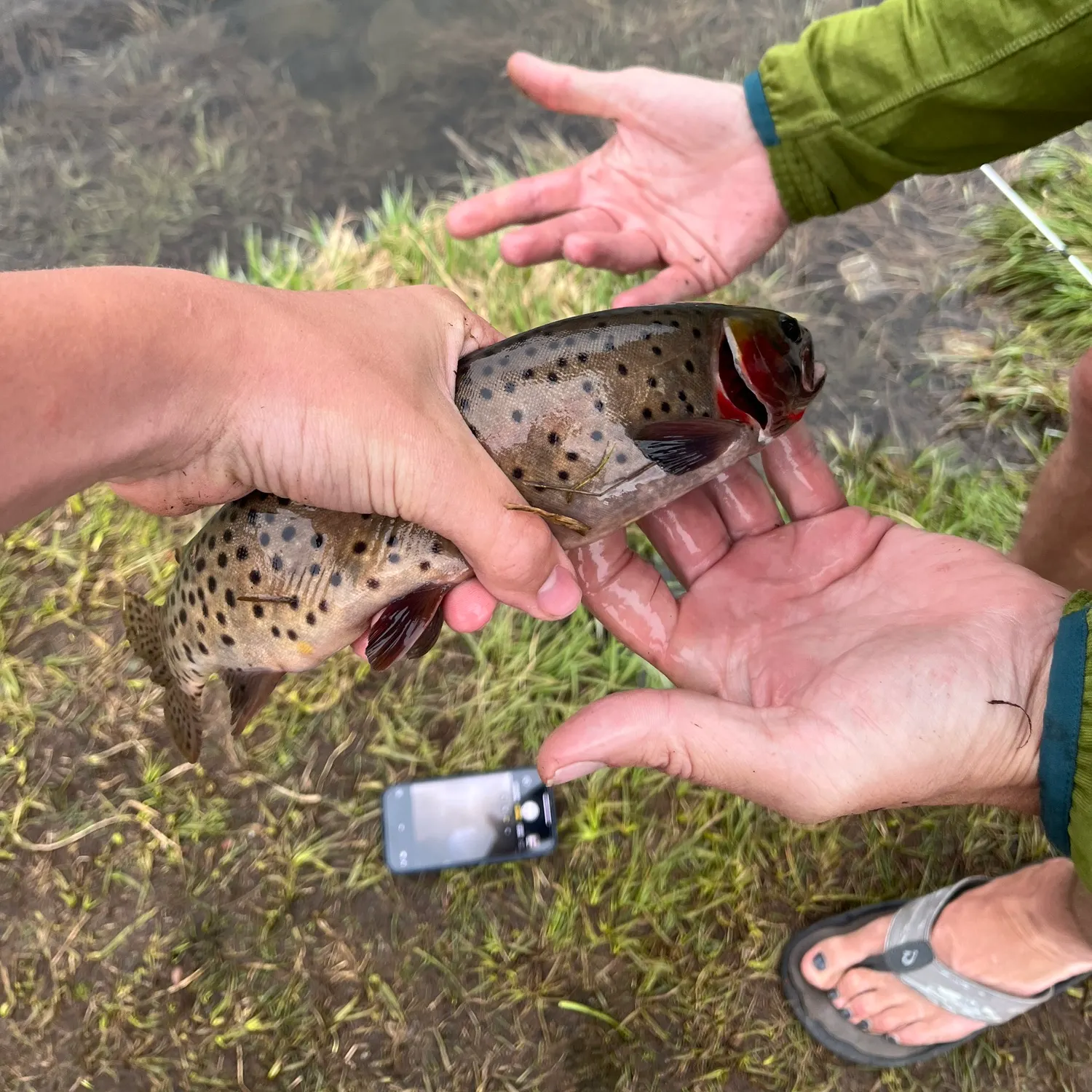 recently logged catches