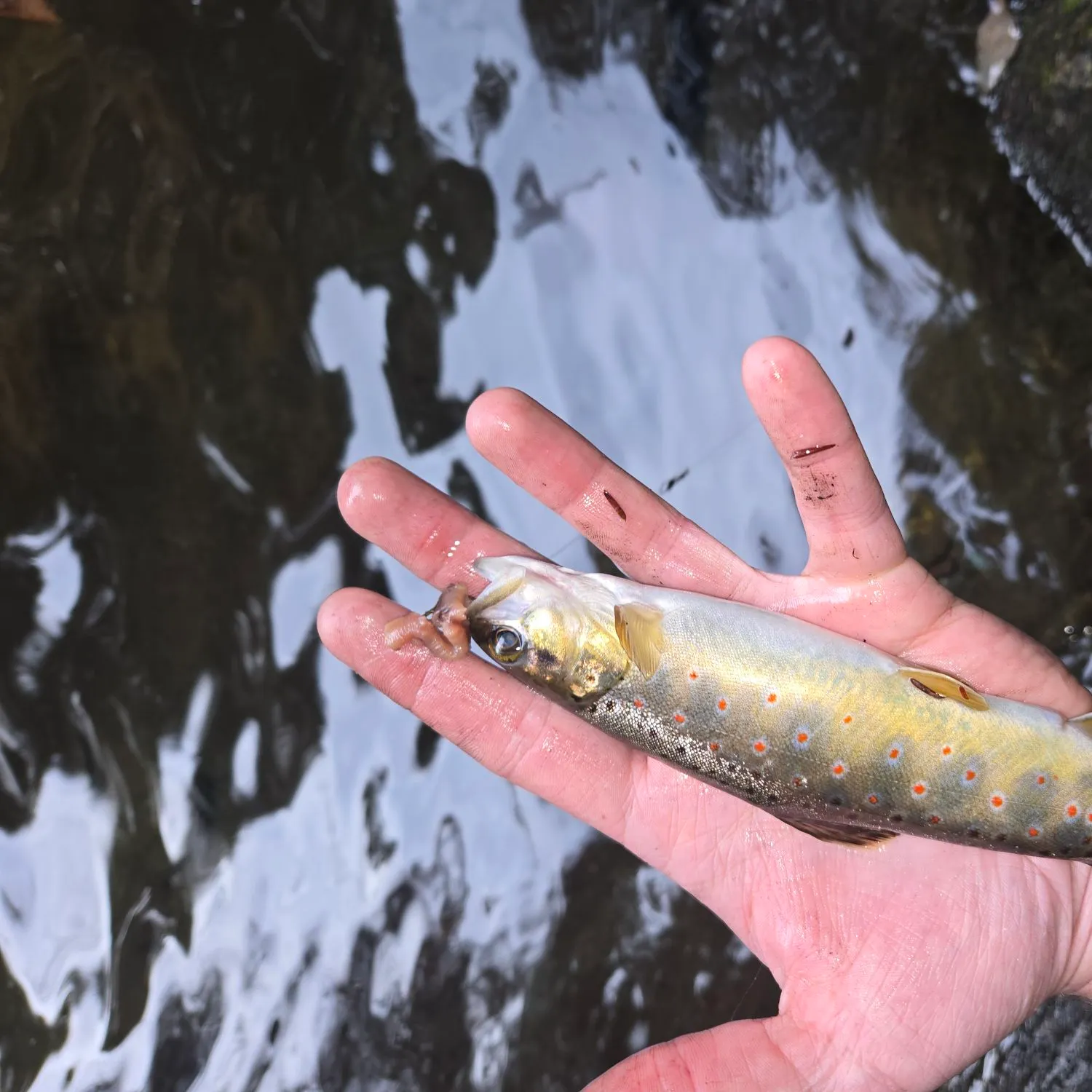 Brown trout caught on Fishbrain