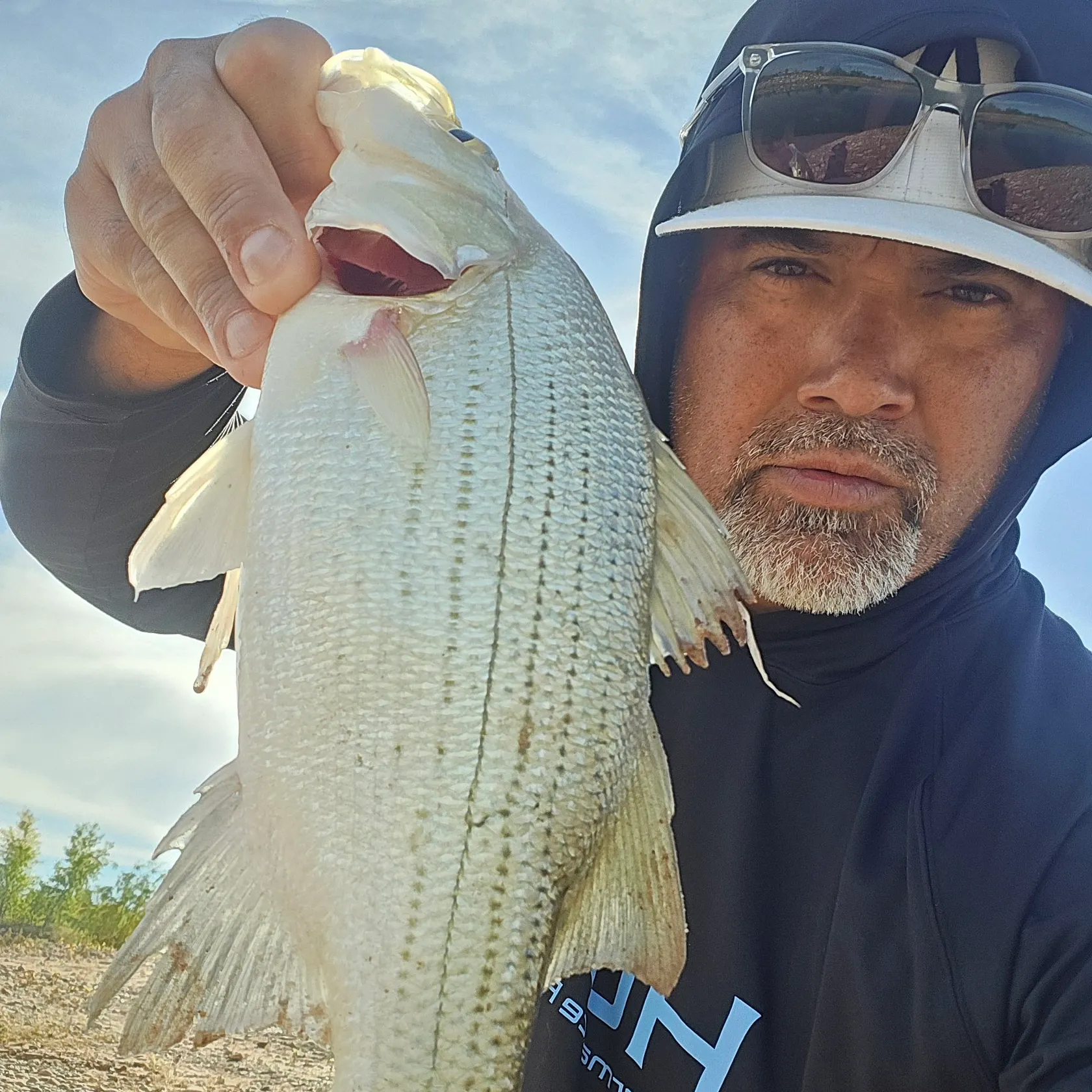 White bass caught on Fishbrain