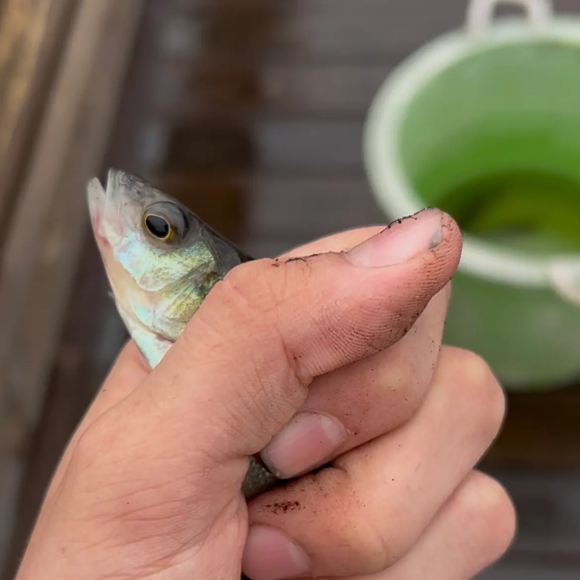 Yellow perch caught on Fishbrain