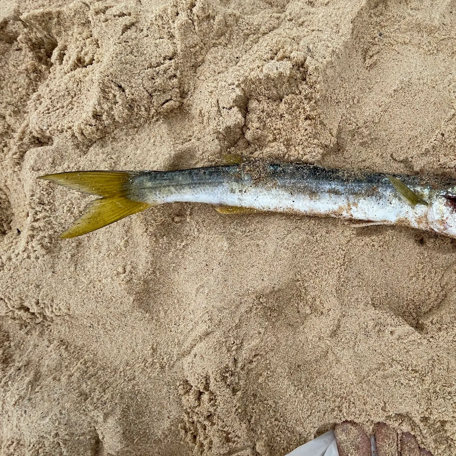 The most recent Longfin pike catches on Fishbrain