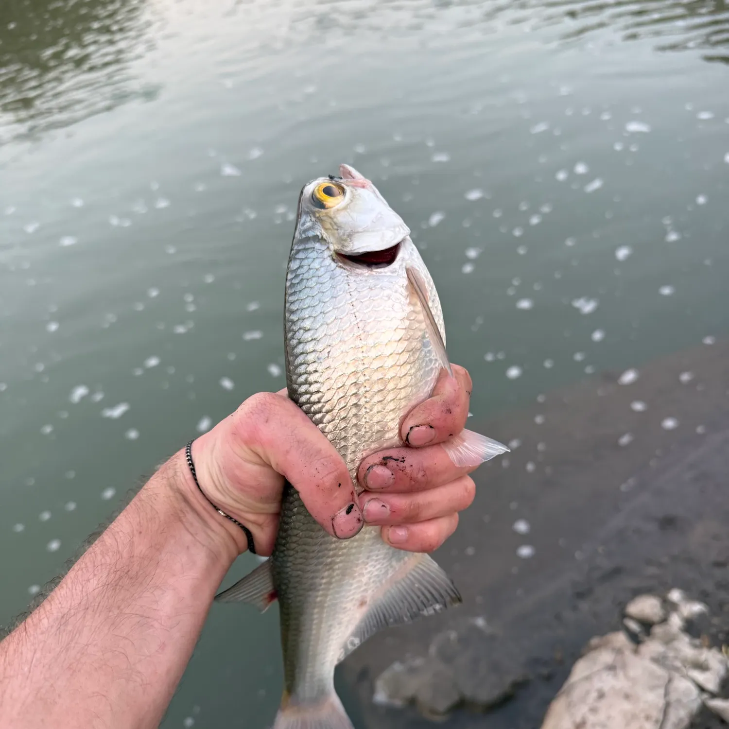 The most recent Goldeye catches on Fishbrain