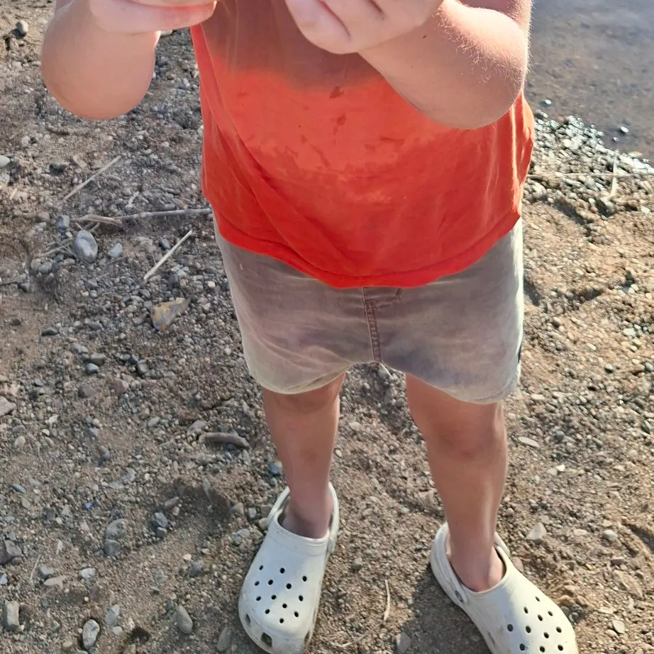 The most recent Spangled perch catches on Fishbrain