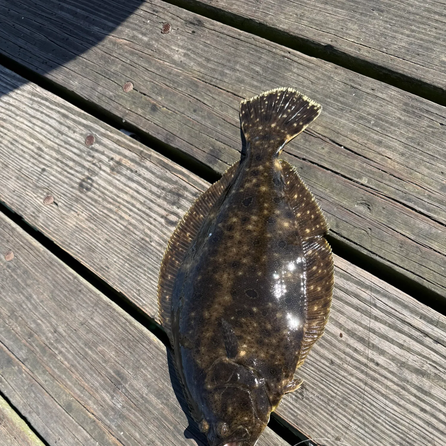 Summer flounder caught on Fishbrain