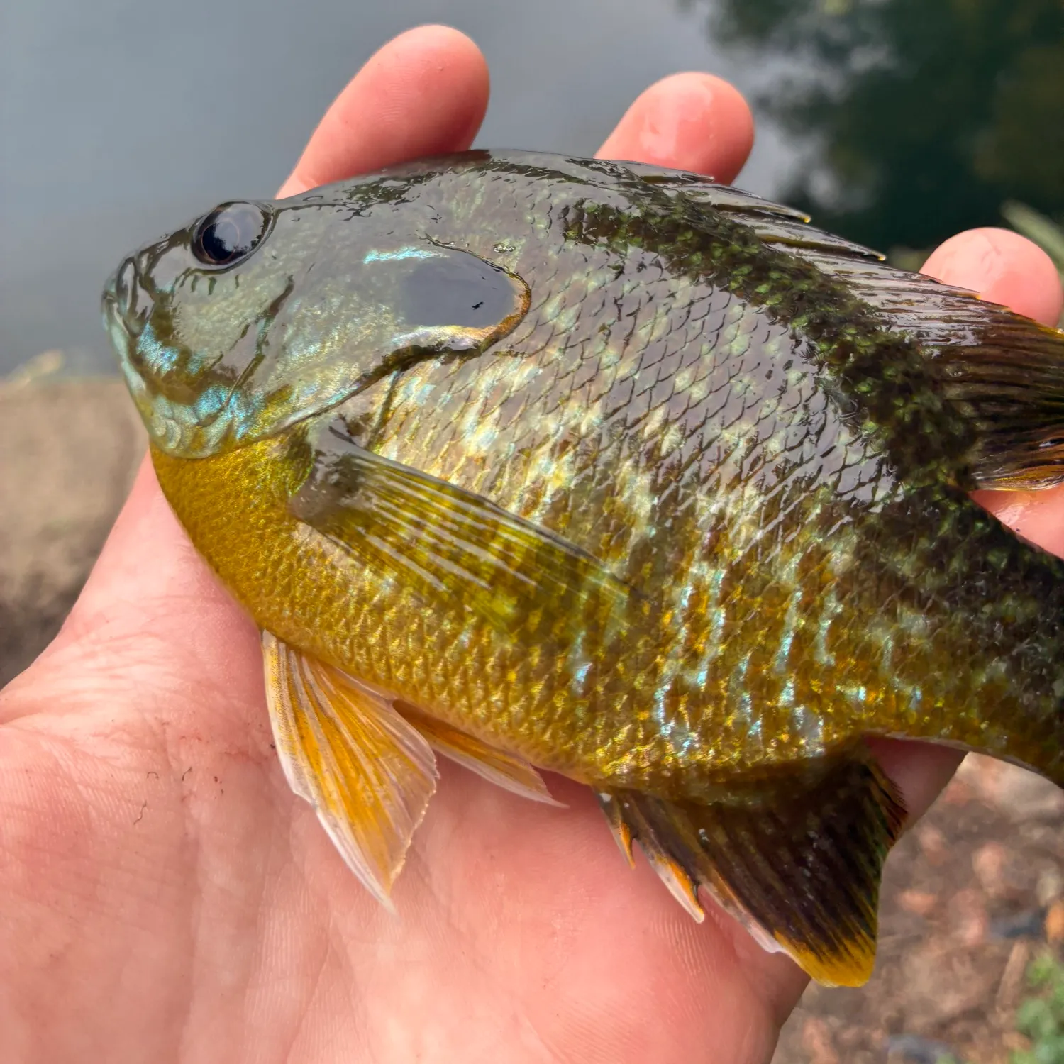 Greengill hybrid caught on Fishbrain