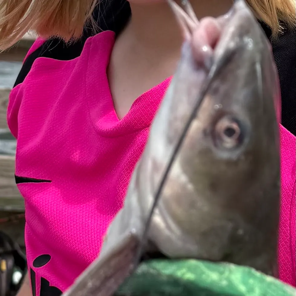 Channel catfish caught on Fishbrain