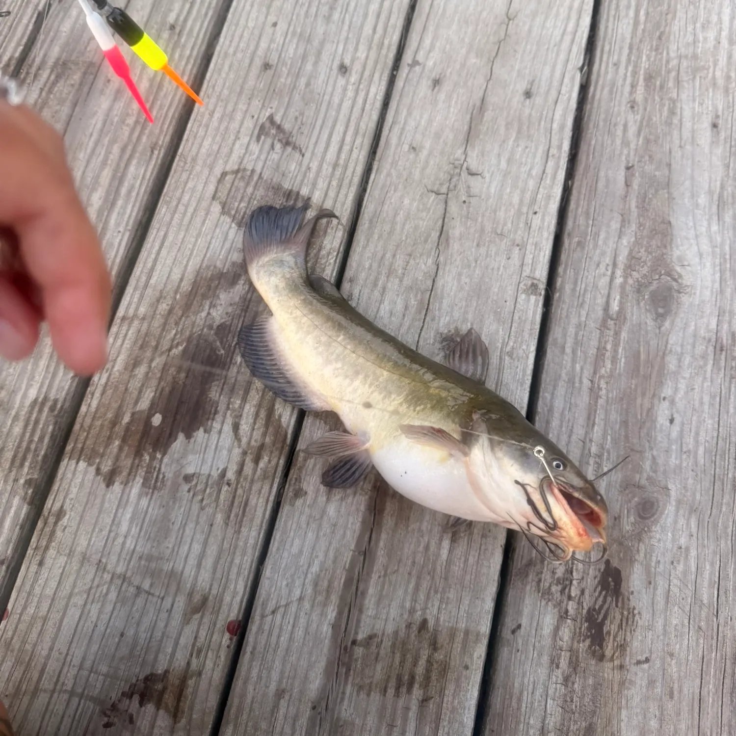 catch