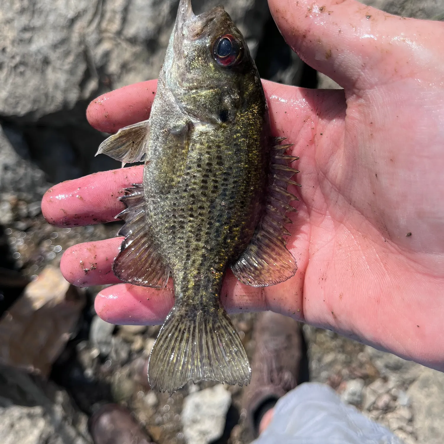 Rock bass caught on Fishbrain