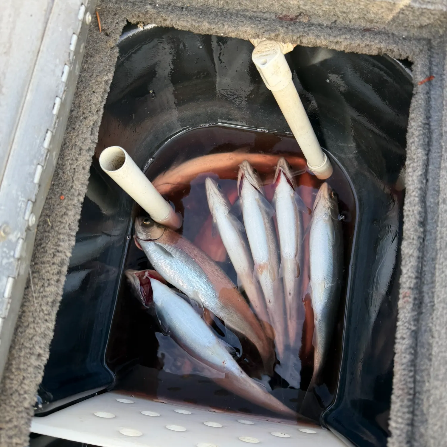 recently logged catches