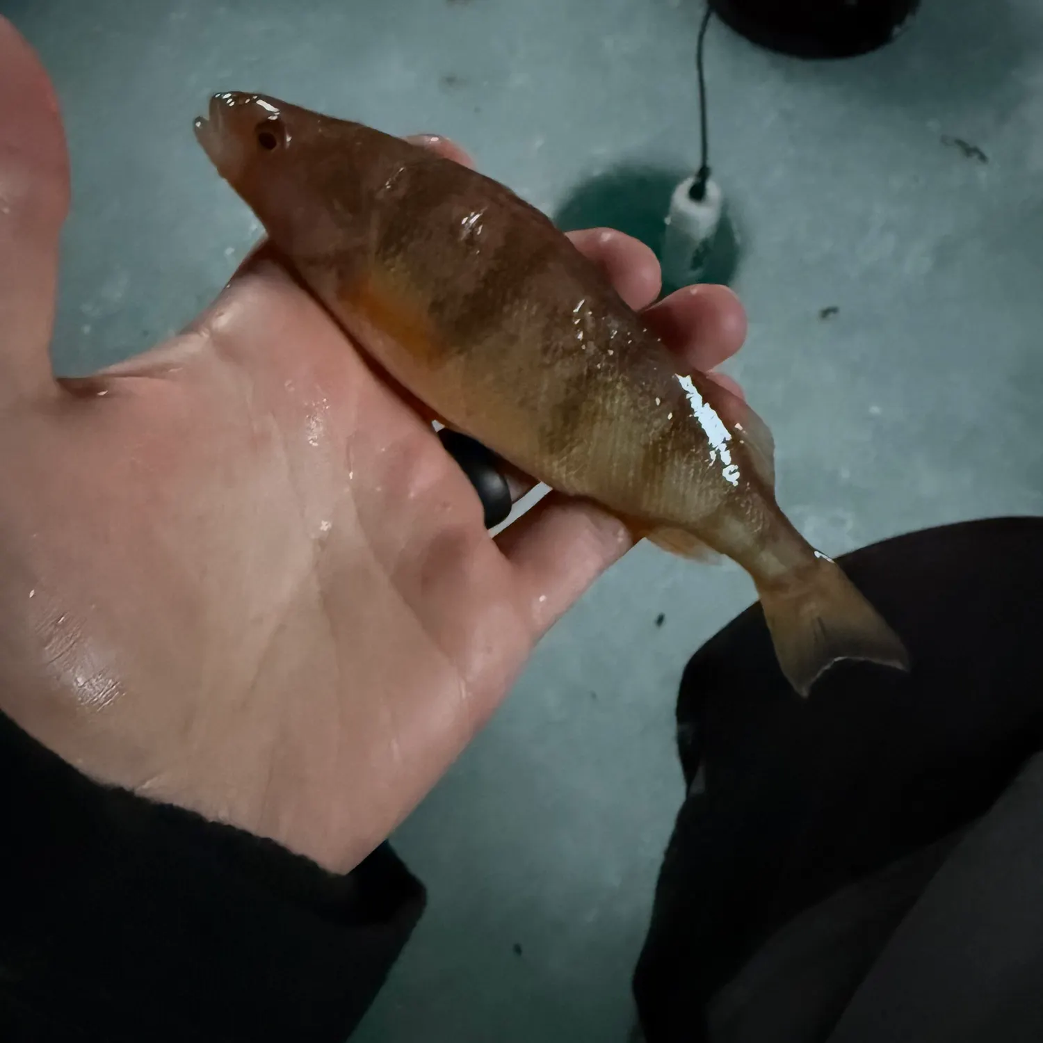 The most recent Yellow perch catches on Fishbrain