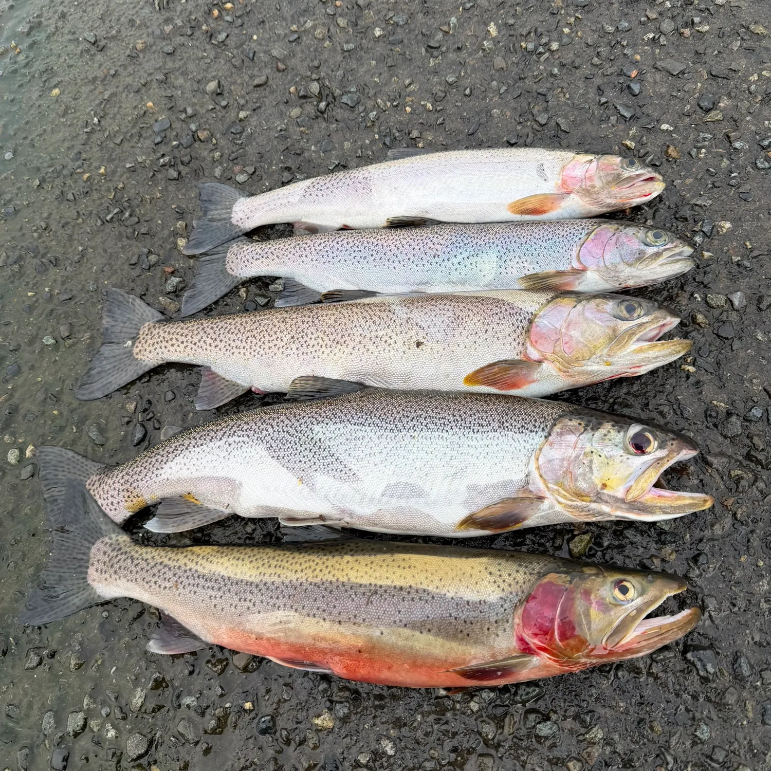 recently logged catches