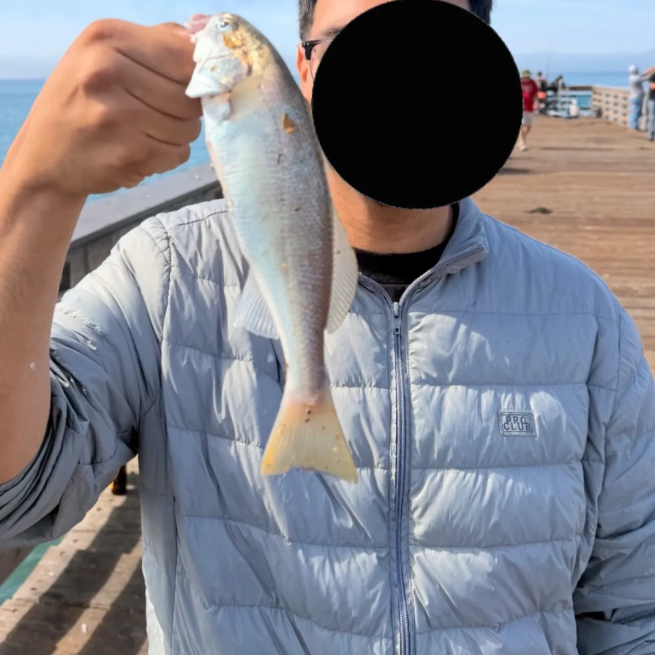 Yellowfin croaker caught on Fishbrain