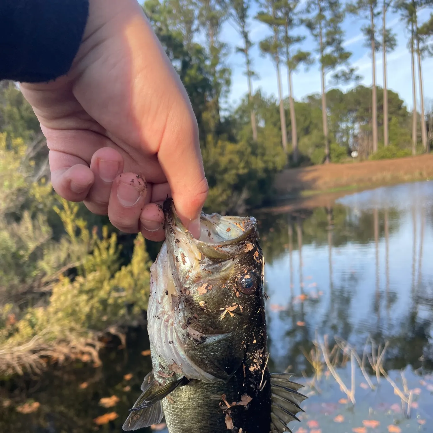 The most recent Largemouth bass catches on Fishbrain
