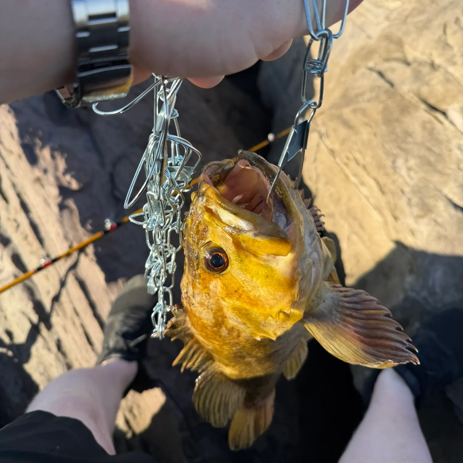 Grass rockfish caught on Fishbrain