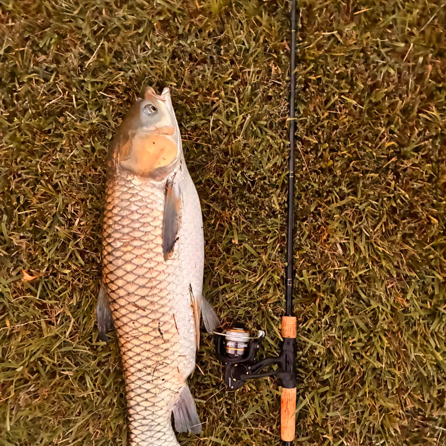 Grass carp caught on Fishbrain