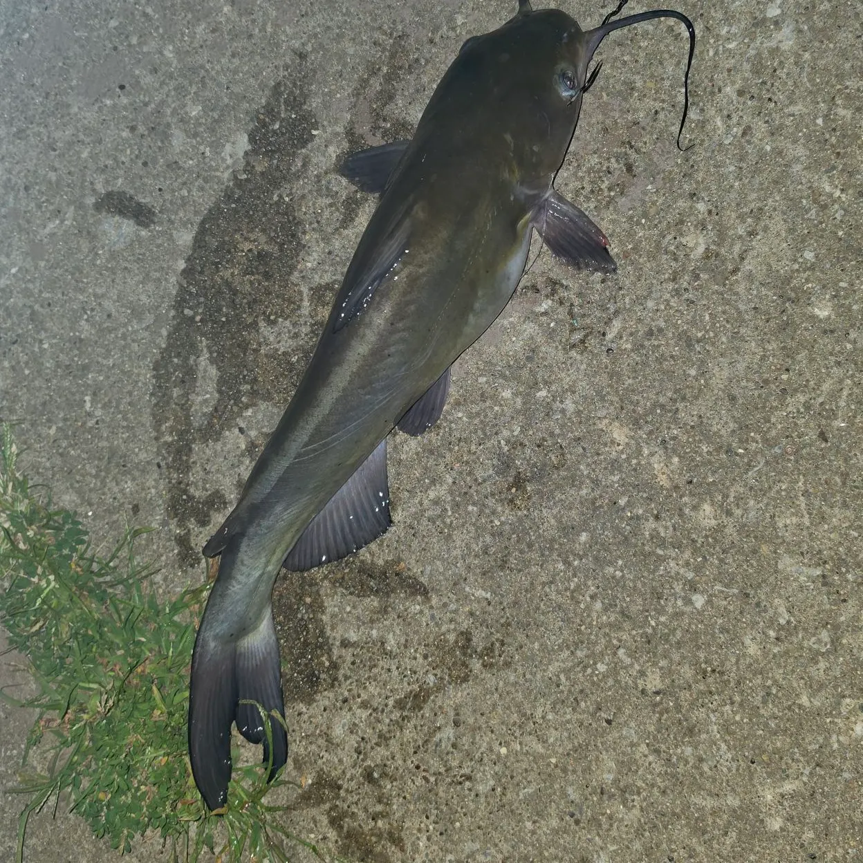 Channel catfish caught on Fishbrain