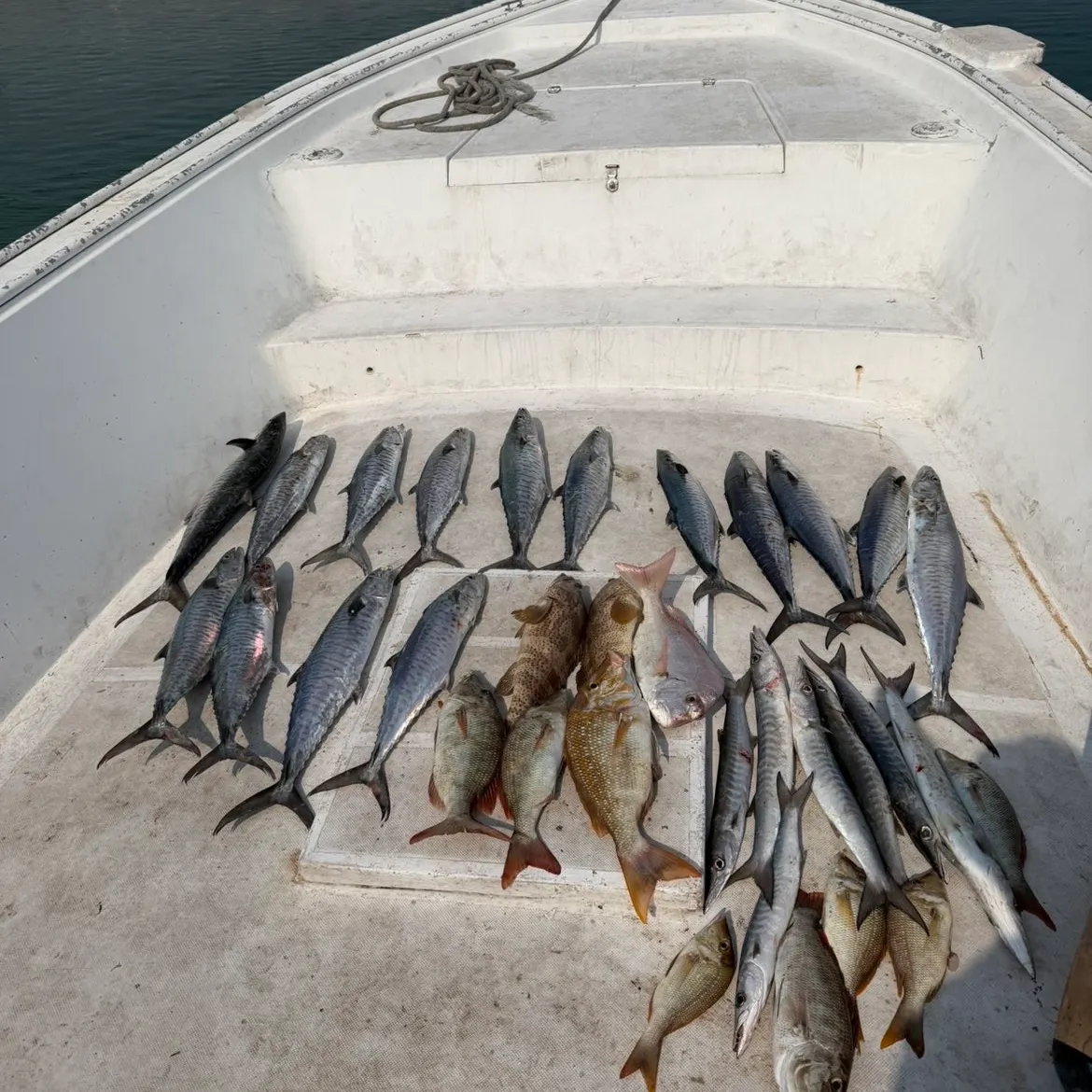 The most recent Narrow-barred Spanish mackerel catches on Fishbrain