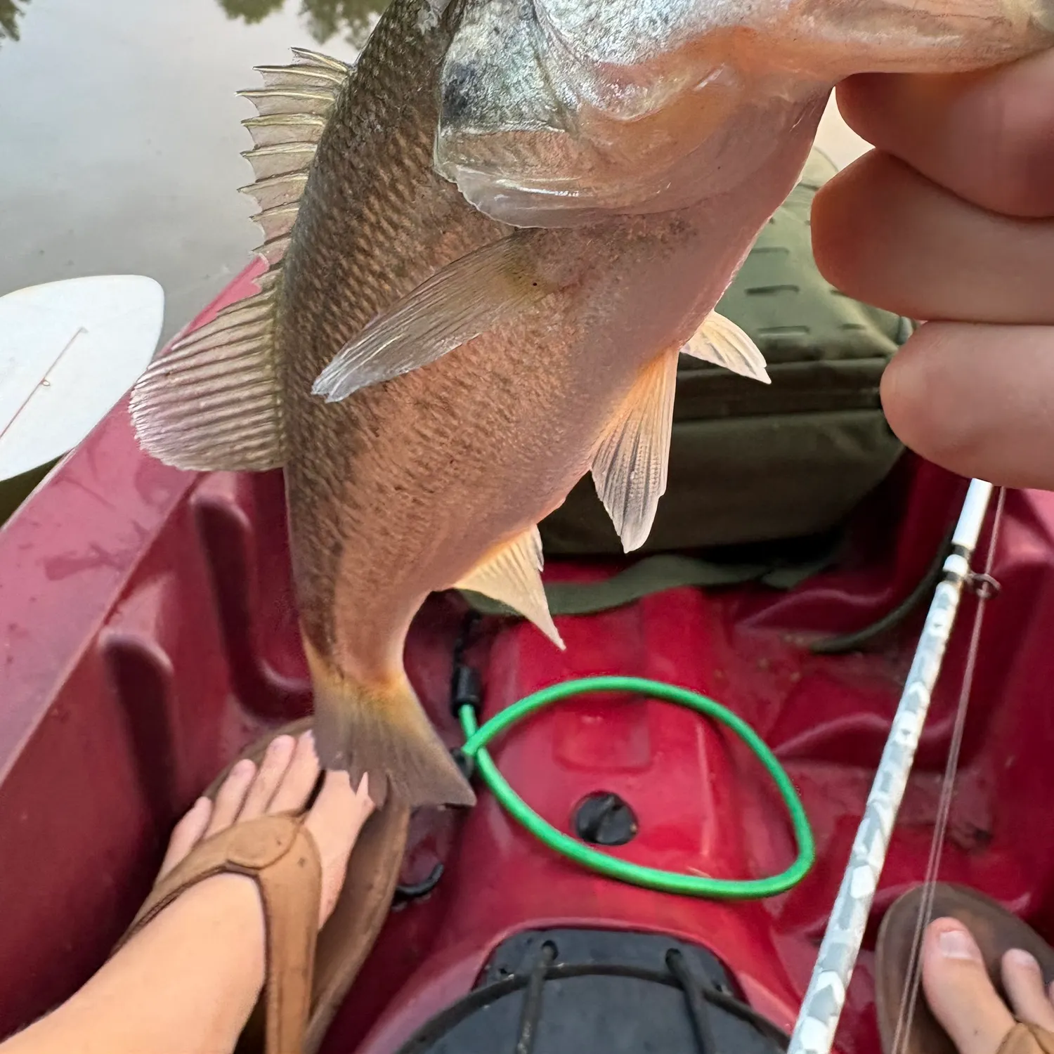 Fish caught on Fishbrain
