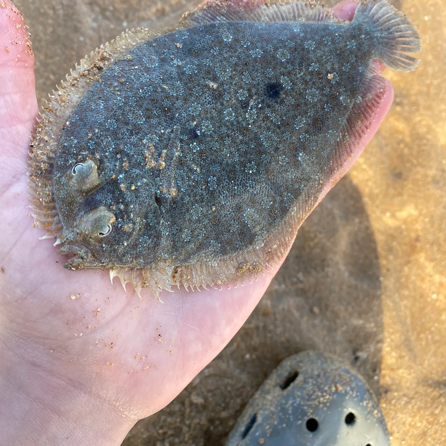 The most recent Eyed flounder catches on Fishbrain
