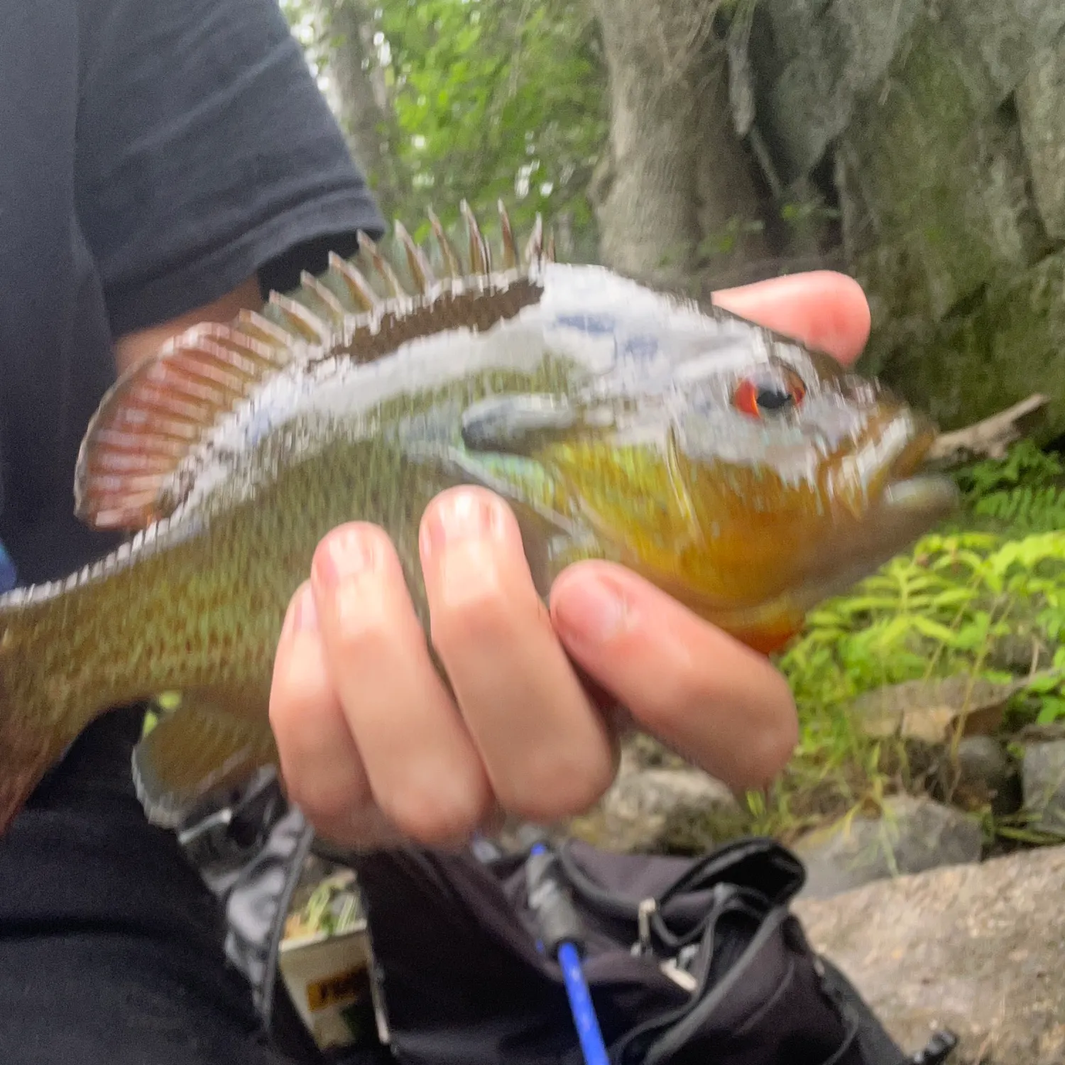 Redbreast sunfish caught on Fishbrain