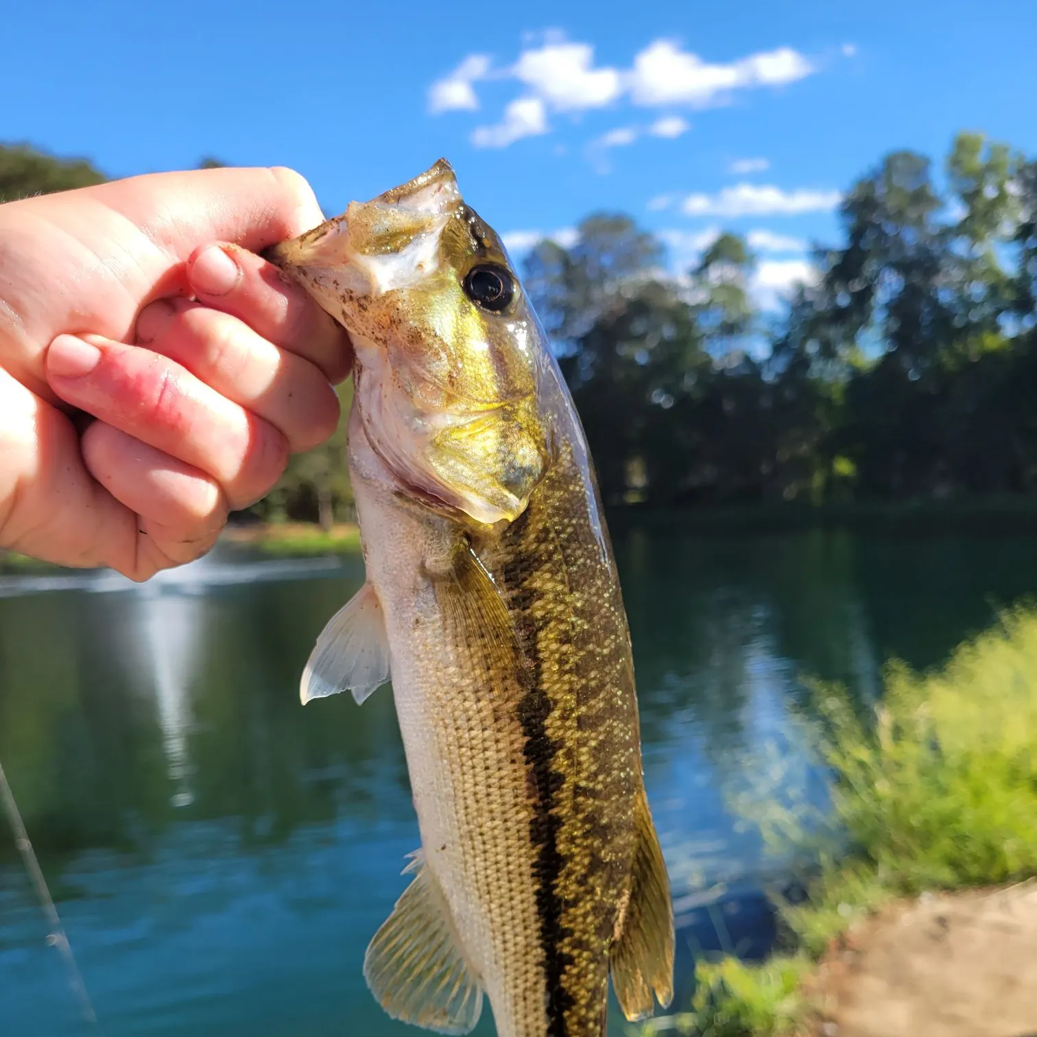 Spotted bass caught on Fishbrain