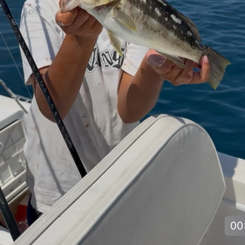 Kelp bass caught on Fishbrain