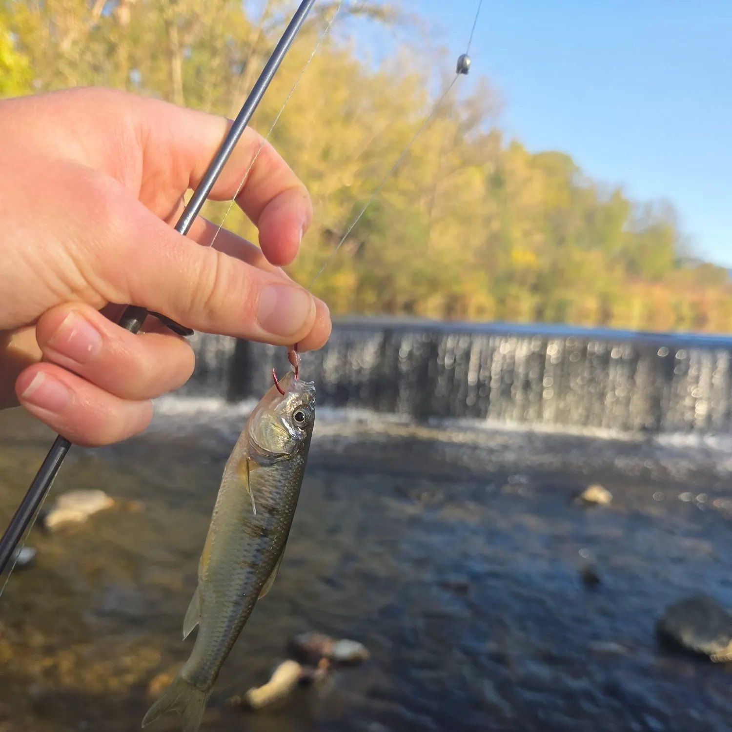 Common shiner caught on Fishbrain