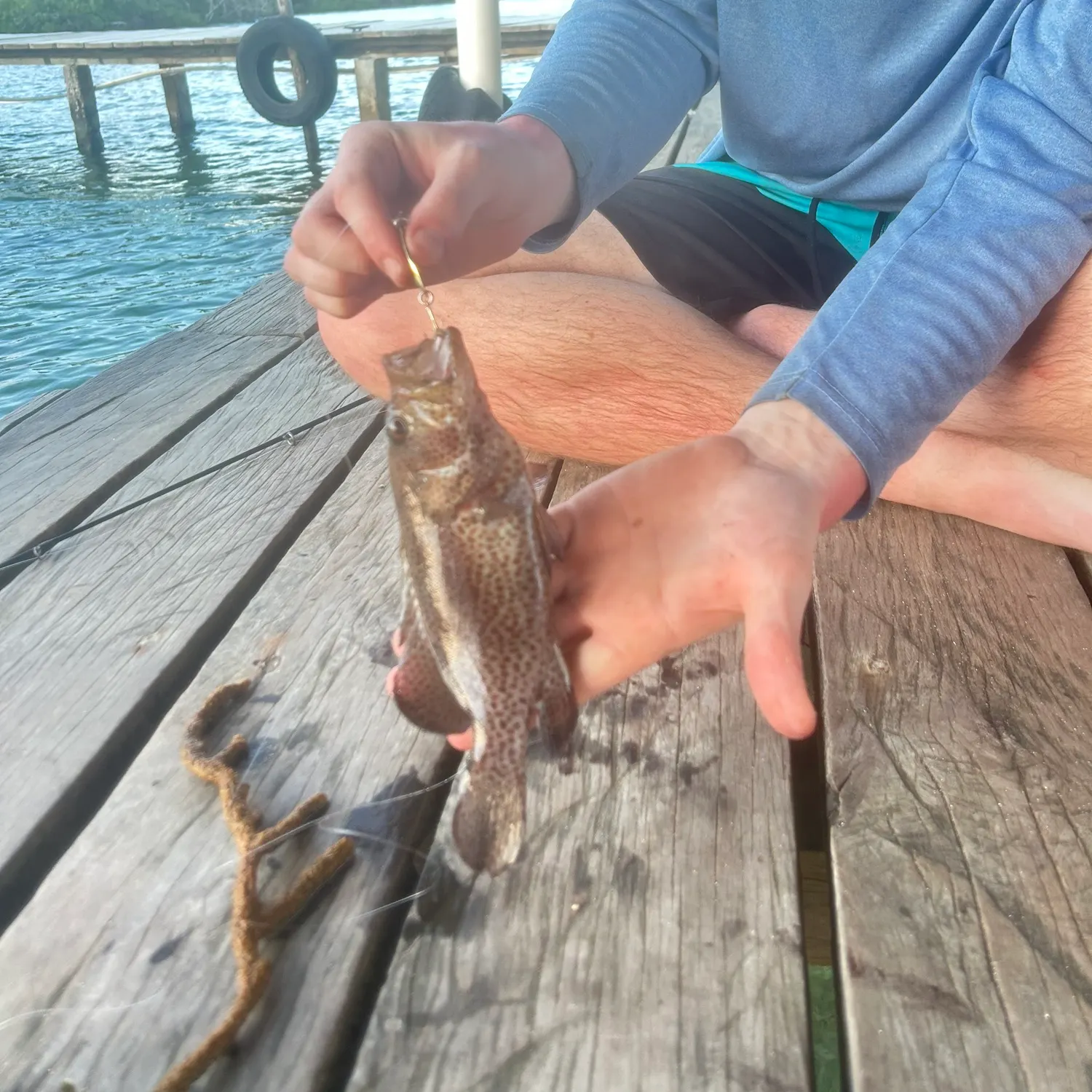 The most recent Graysby grouper catches on Fishbrain