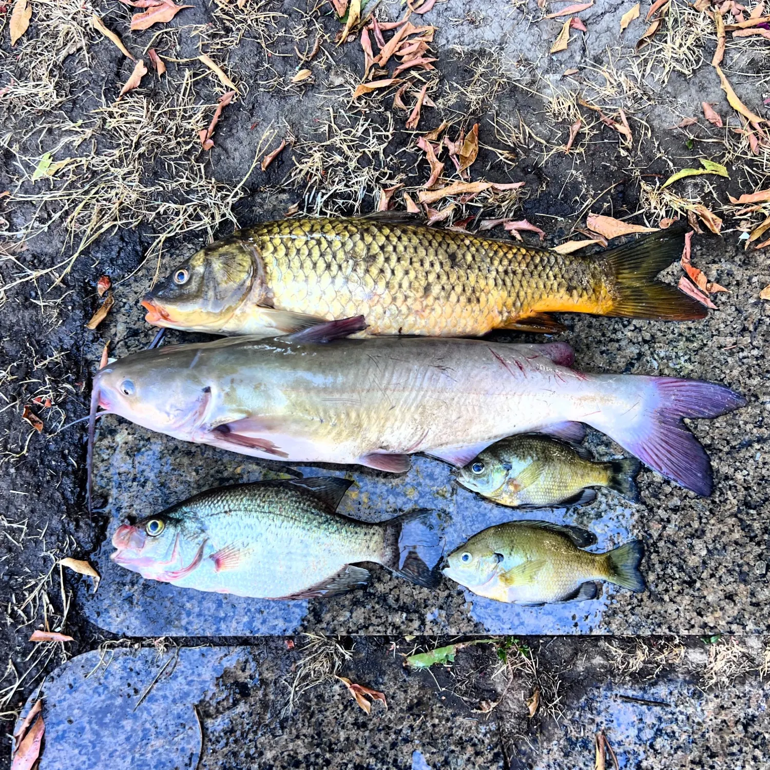 recently logged catches