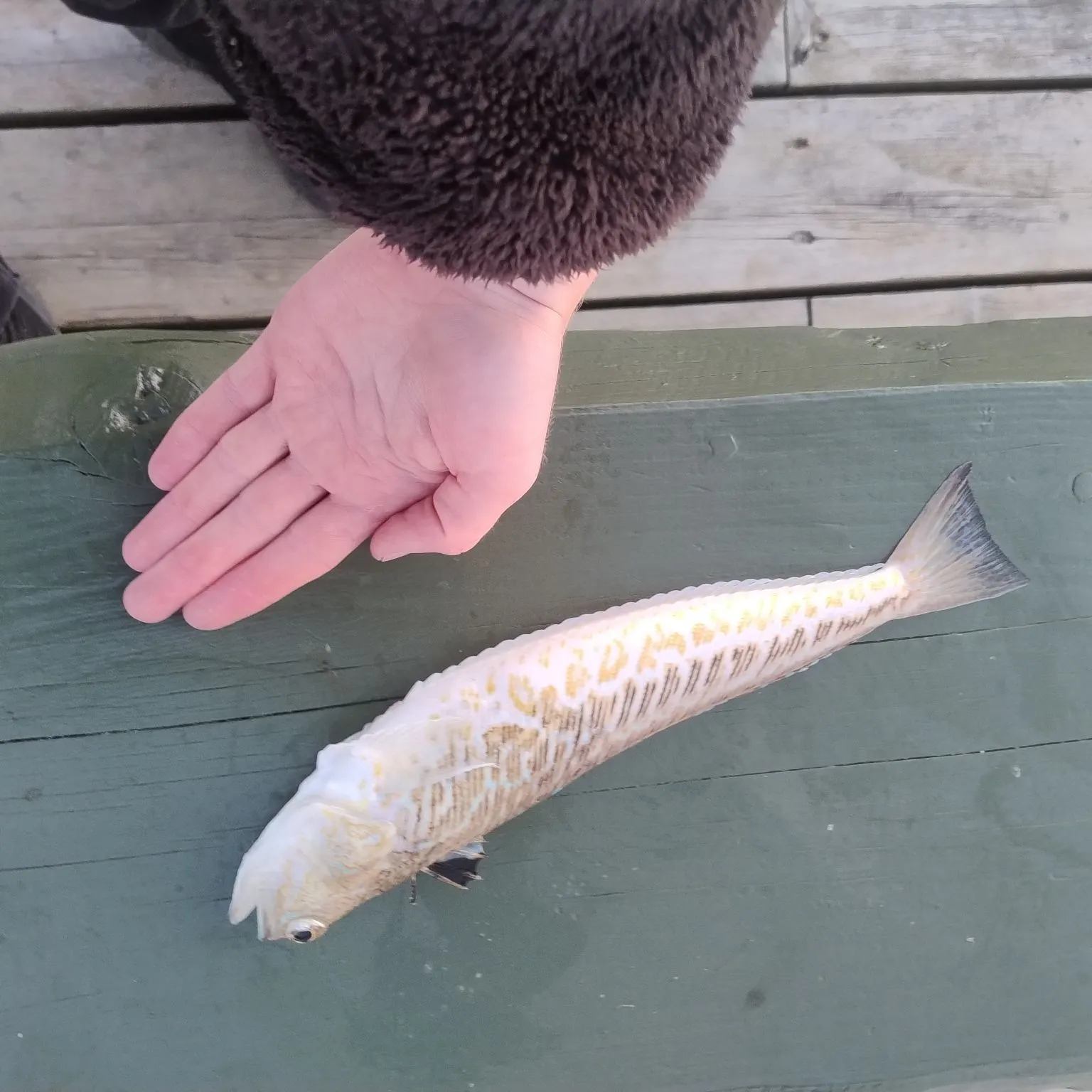 The most recent Greater weever catches on Fishbrain