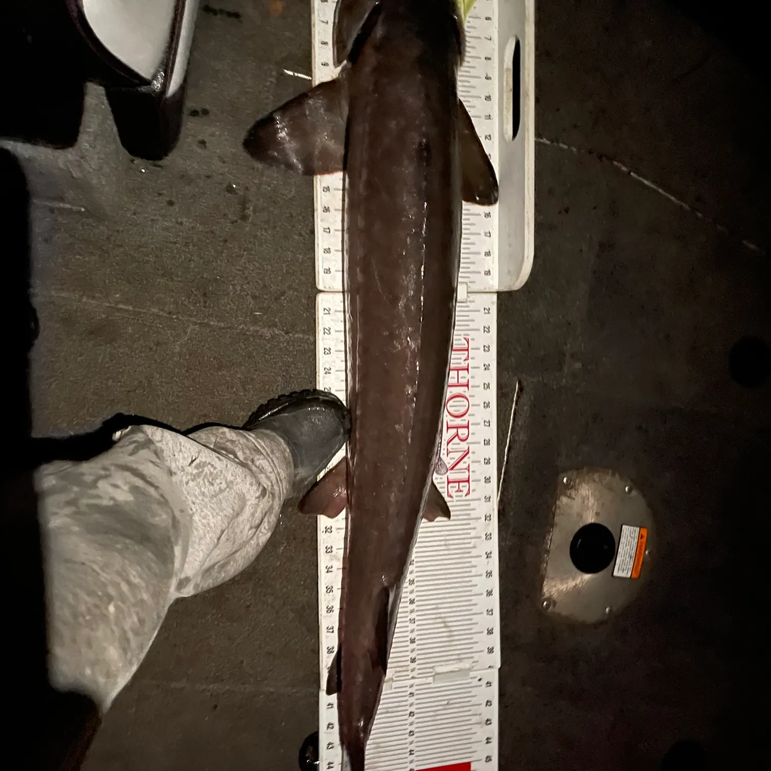 Lake sturgeon caught on Fishbrain