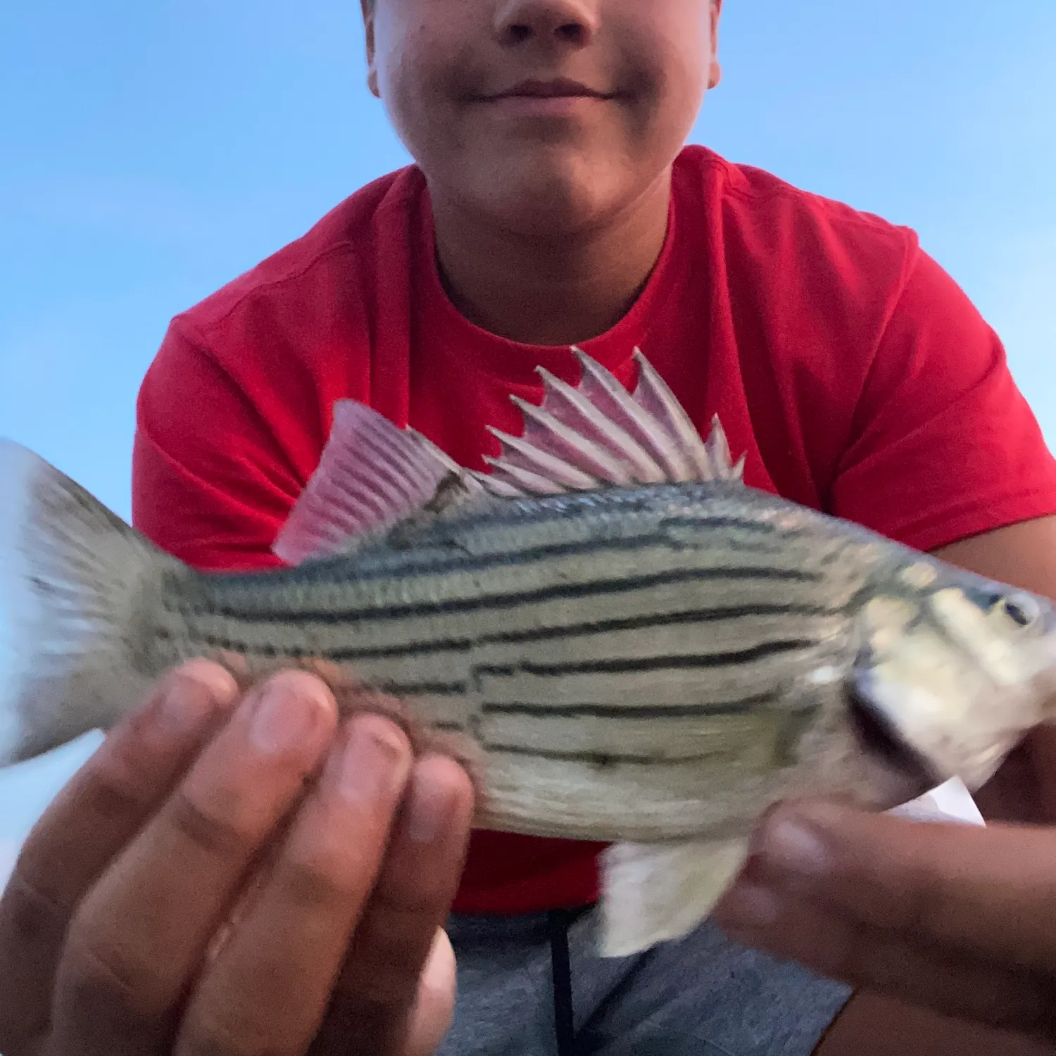 White bass caught on Fishbrain