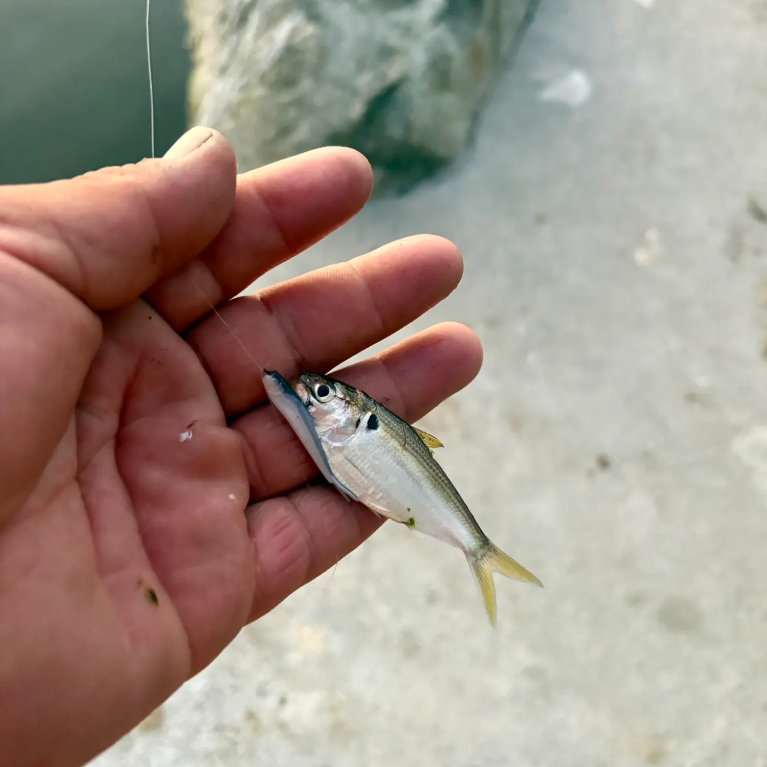 The most recent Threadfin shad catches on Fishbrain