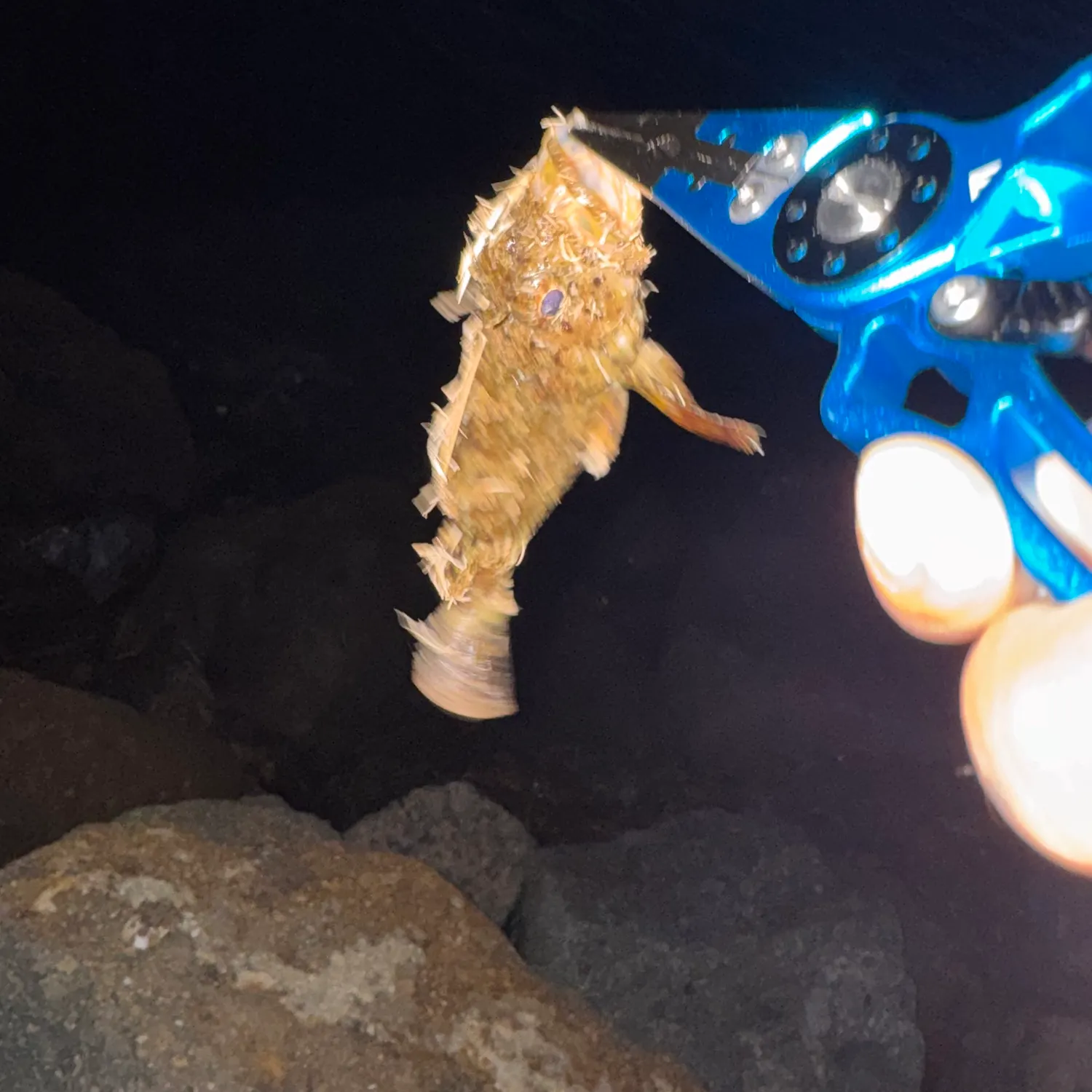 California scorpionfish caught on Fishbrain