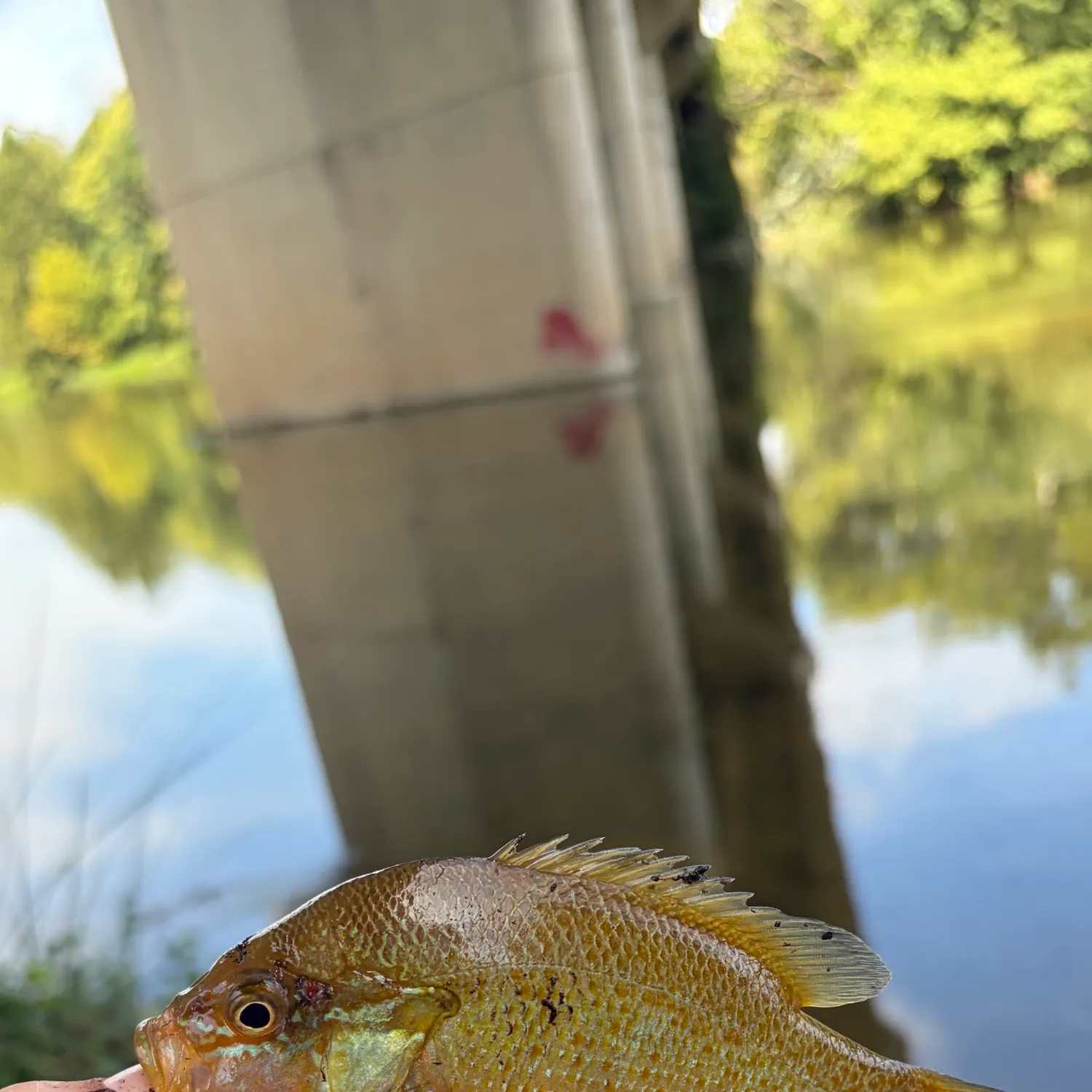 Redbreast sunfish caught on Fishbrain