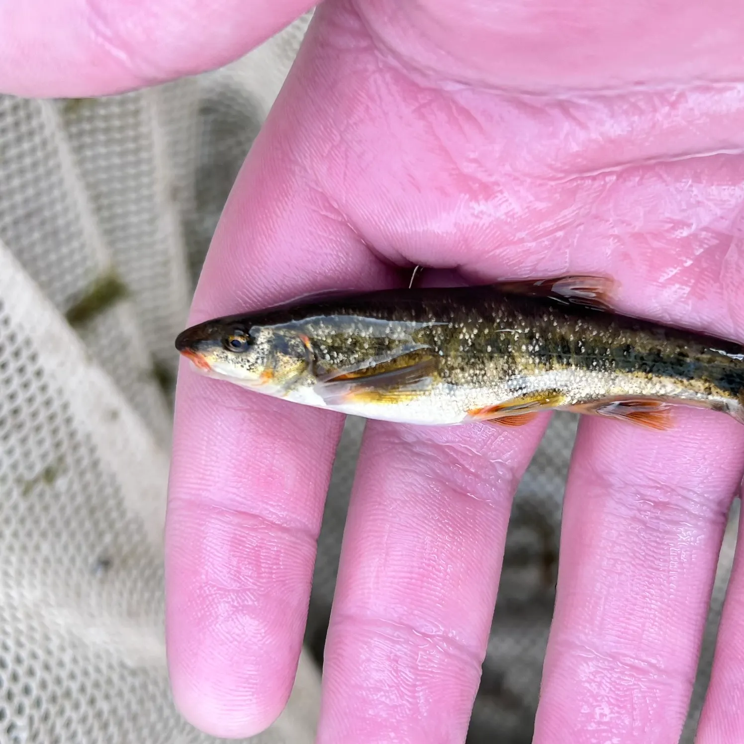 The most recent Speckled dace catches on Fishbrain