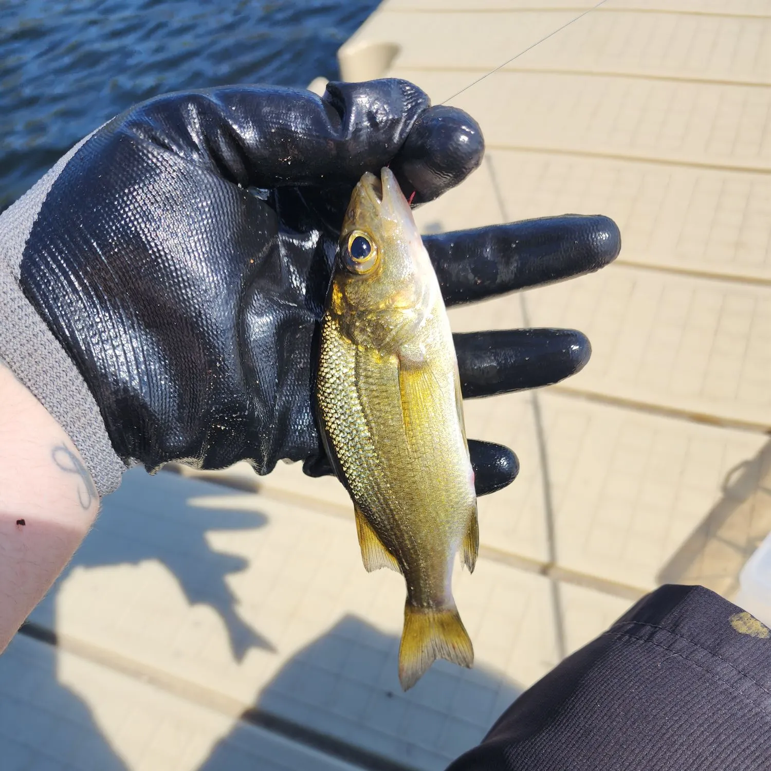 White perch caught on Fishbrain