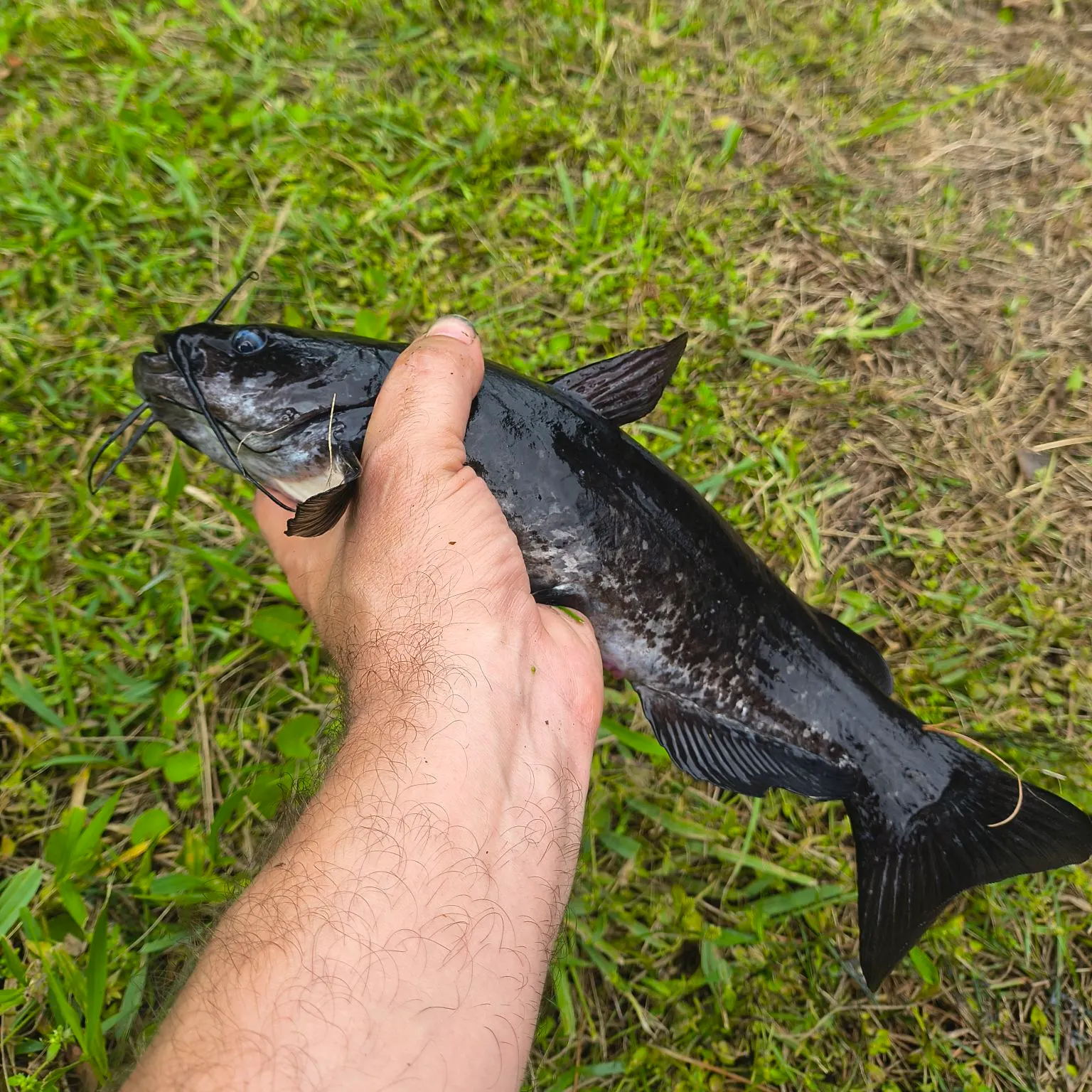 Brown bullhead caught on Fishbrain