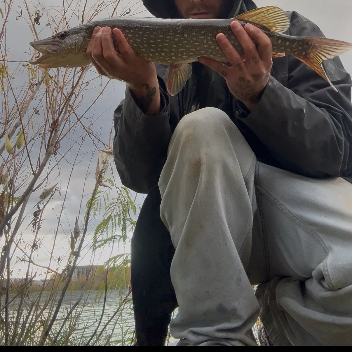 Northern pike caught on Fishbrain