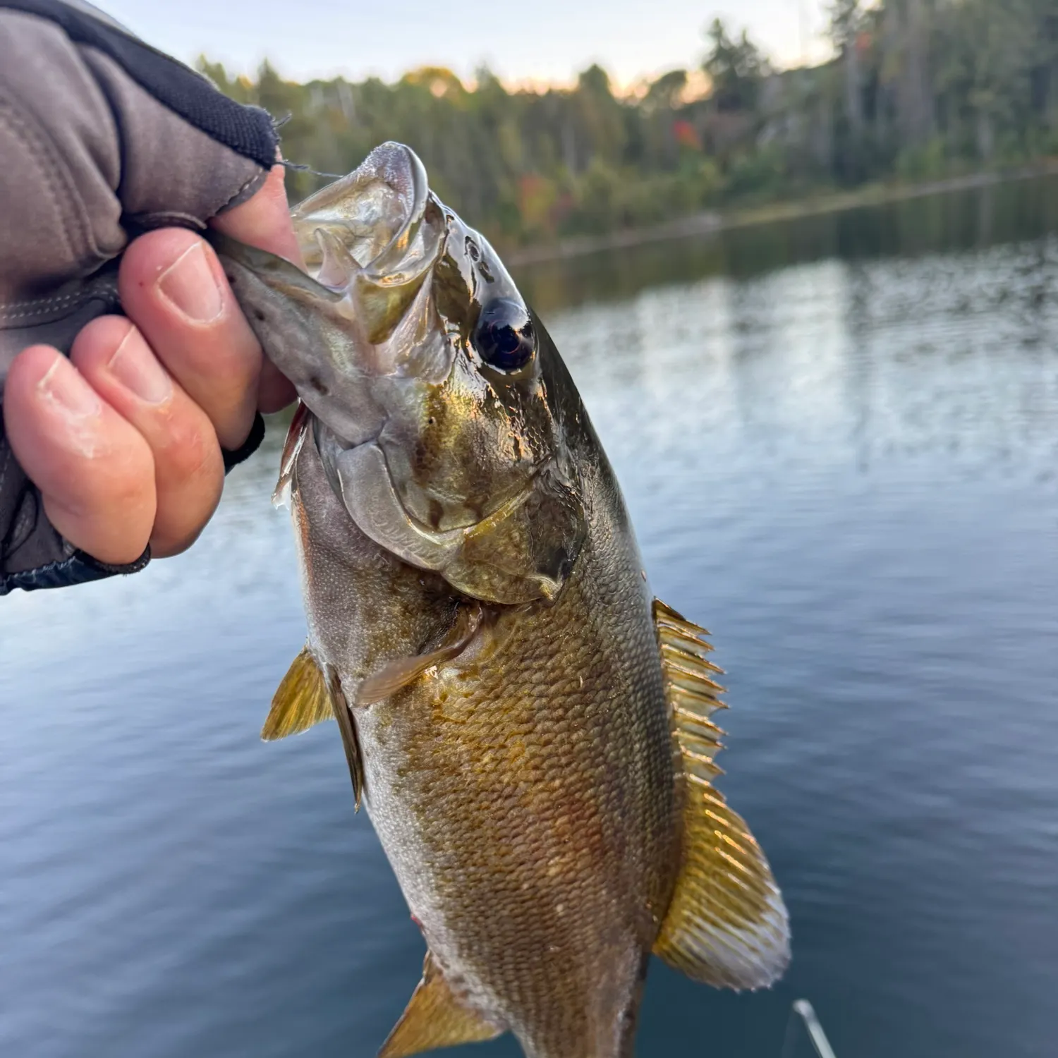 Smallmouth bass caught on Fishbrain
