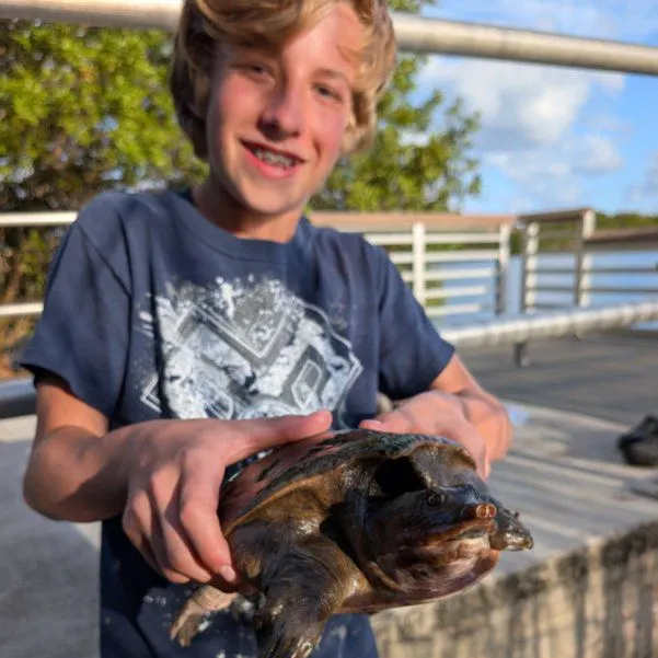 Smooth softshell turtle caught on Fishbrain