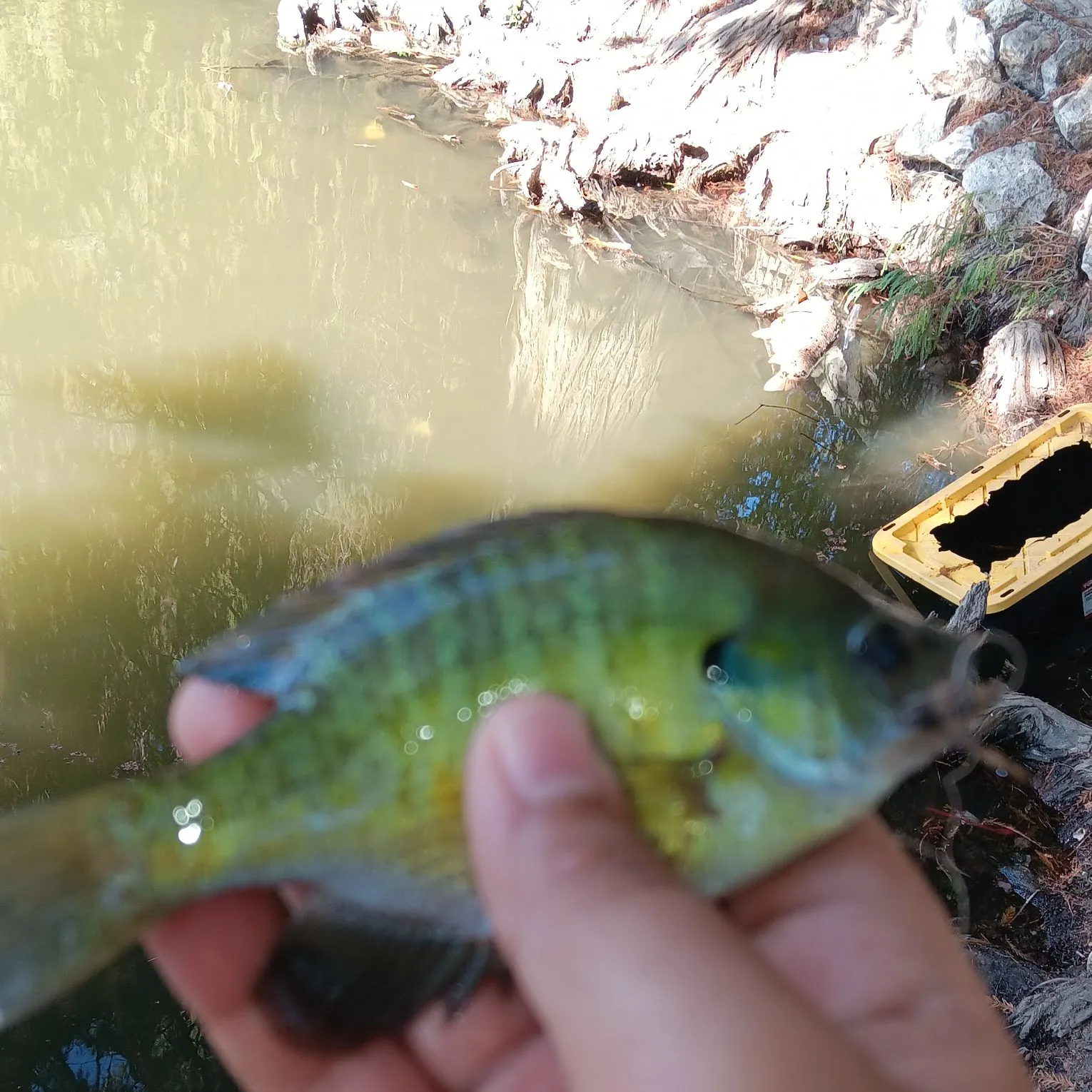Bluegill caught on Fishbrain