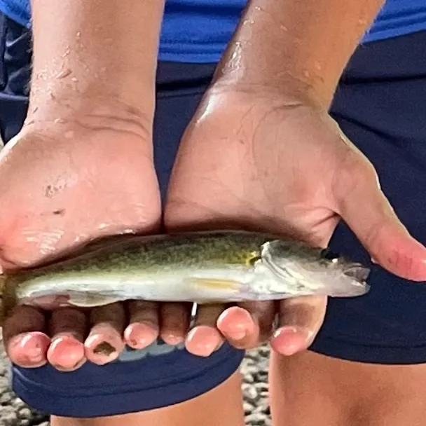 Fish caught on Fishbrain